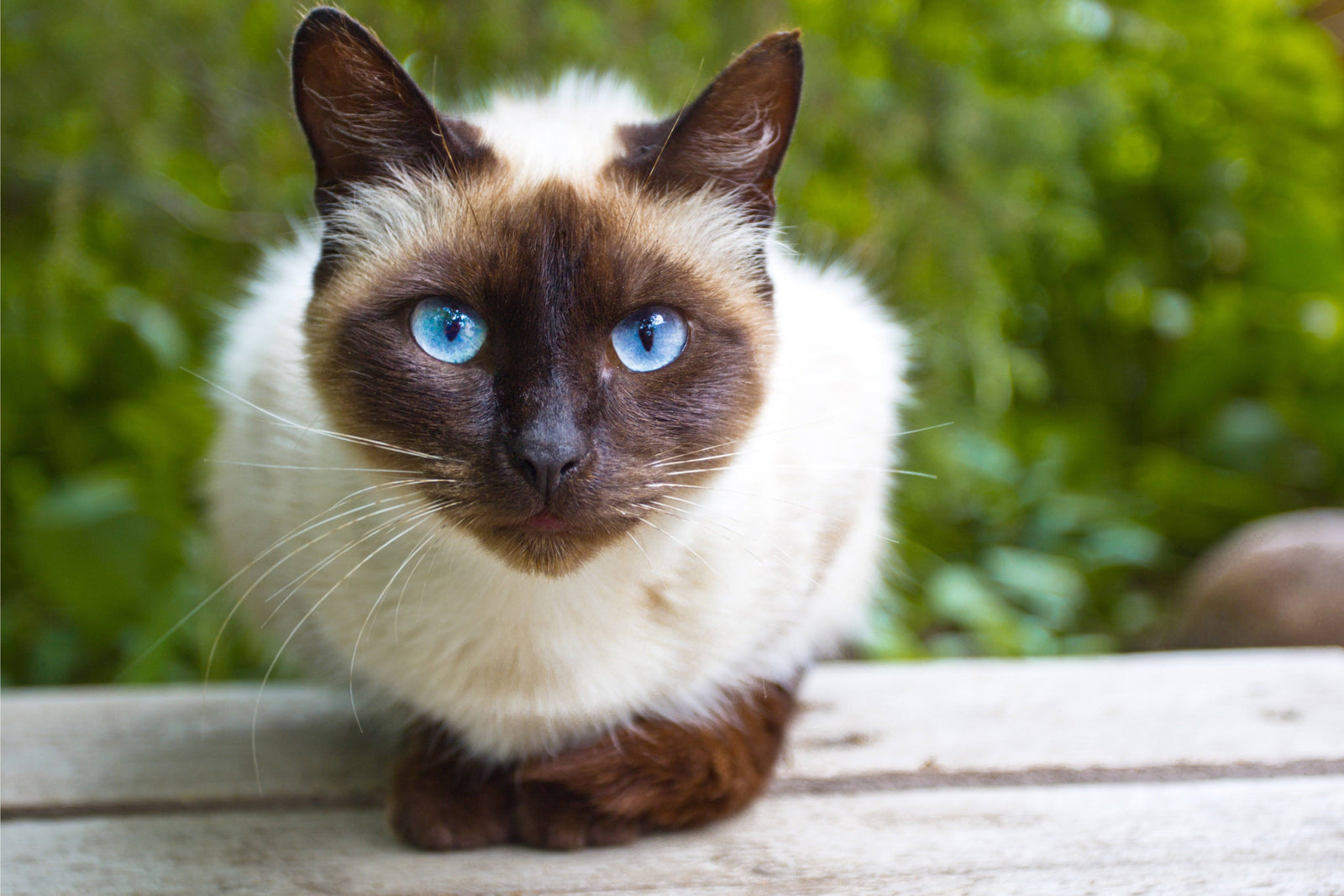 thai cat