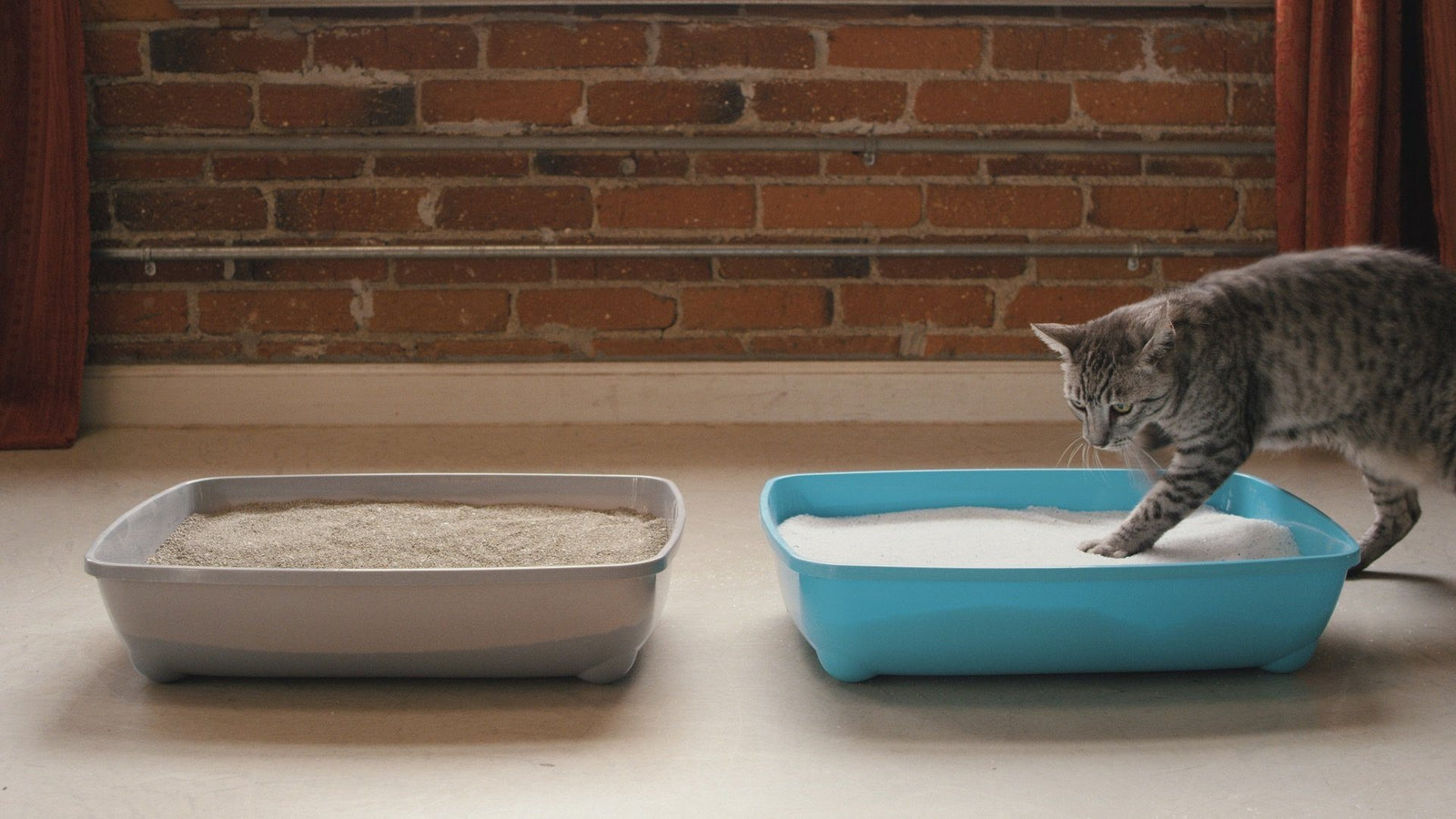 cat litter box