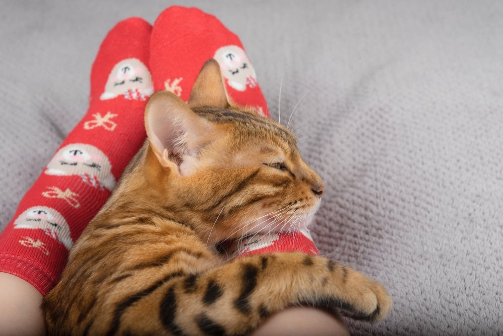 Why Does My Cat Sleep at My Feet?