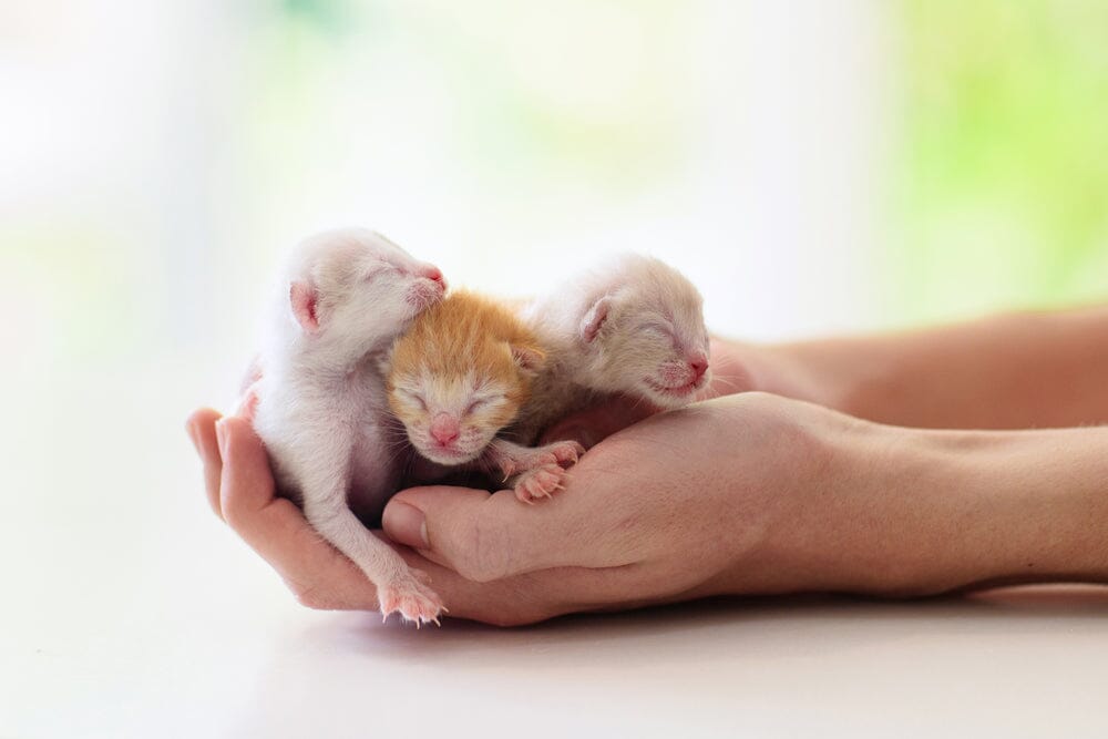 When Do Kittens Open Their Eyes