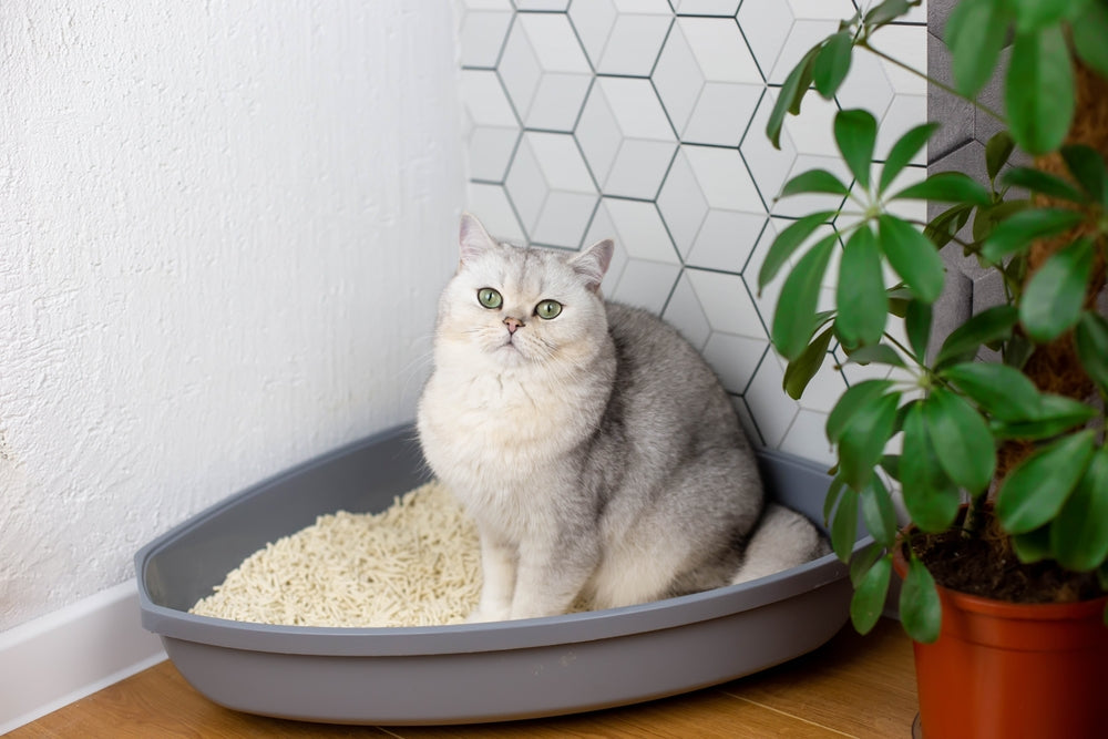 Why Do Cats Bury Their Poop