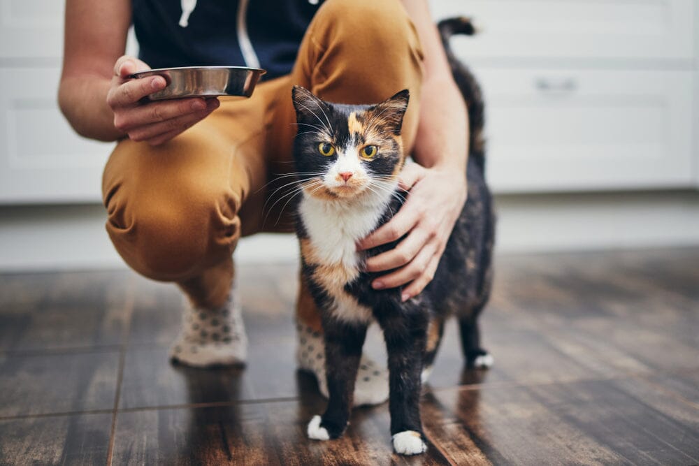 Why Is My Cat Throwing Up?