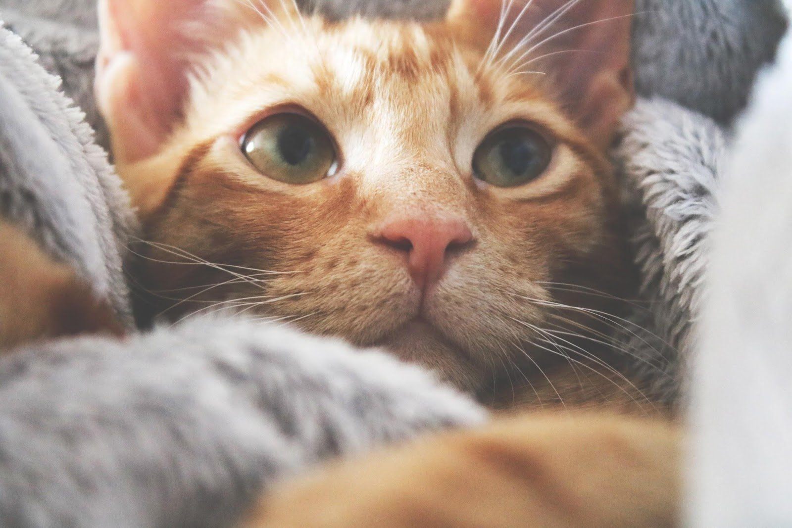 Why Do Cats Get Hairballs?