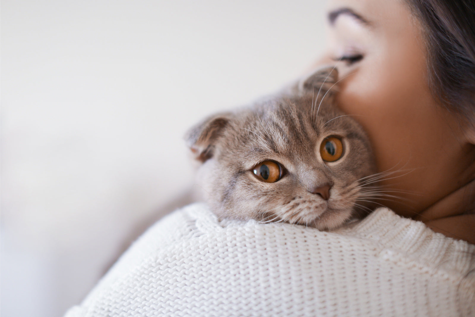 Cat Toxoplasmosis