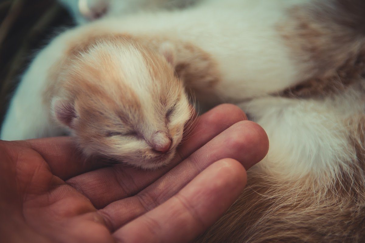 kitten in hand