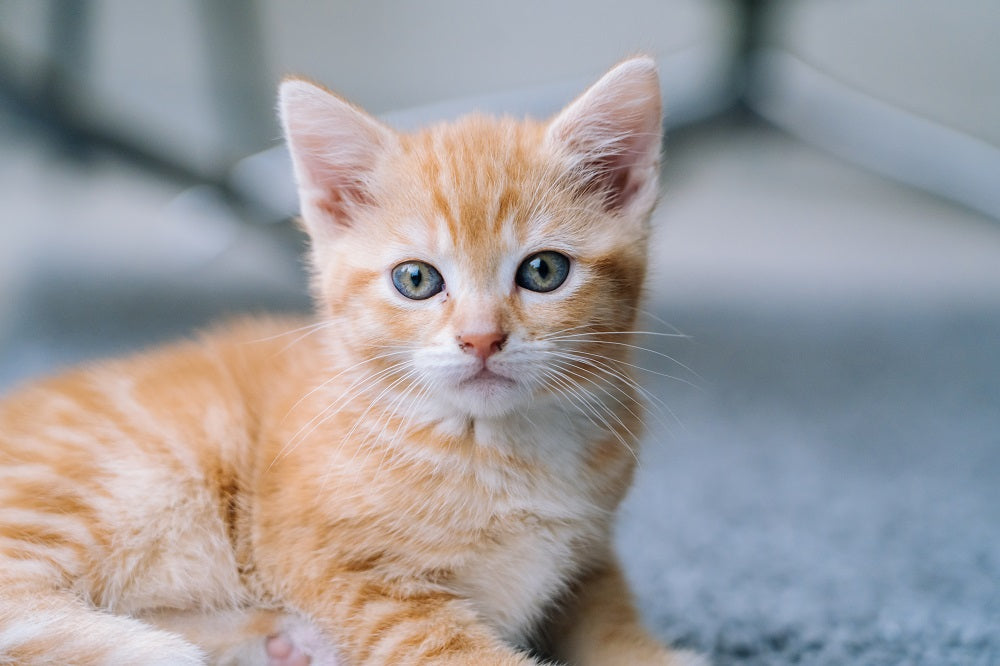 cat-life-stages