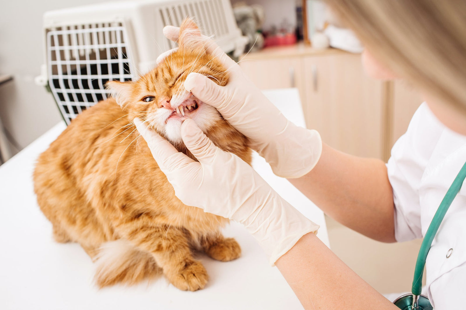 Top 4 Common Cat Dental Diseases