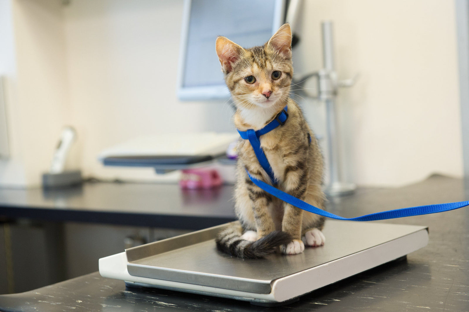 How Much Should a Cat Weigh?