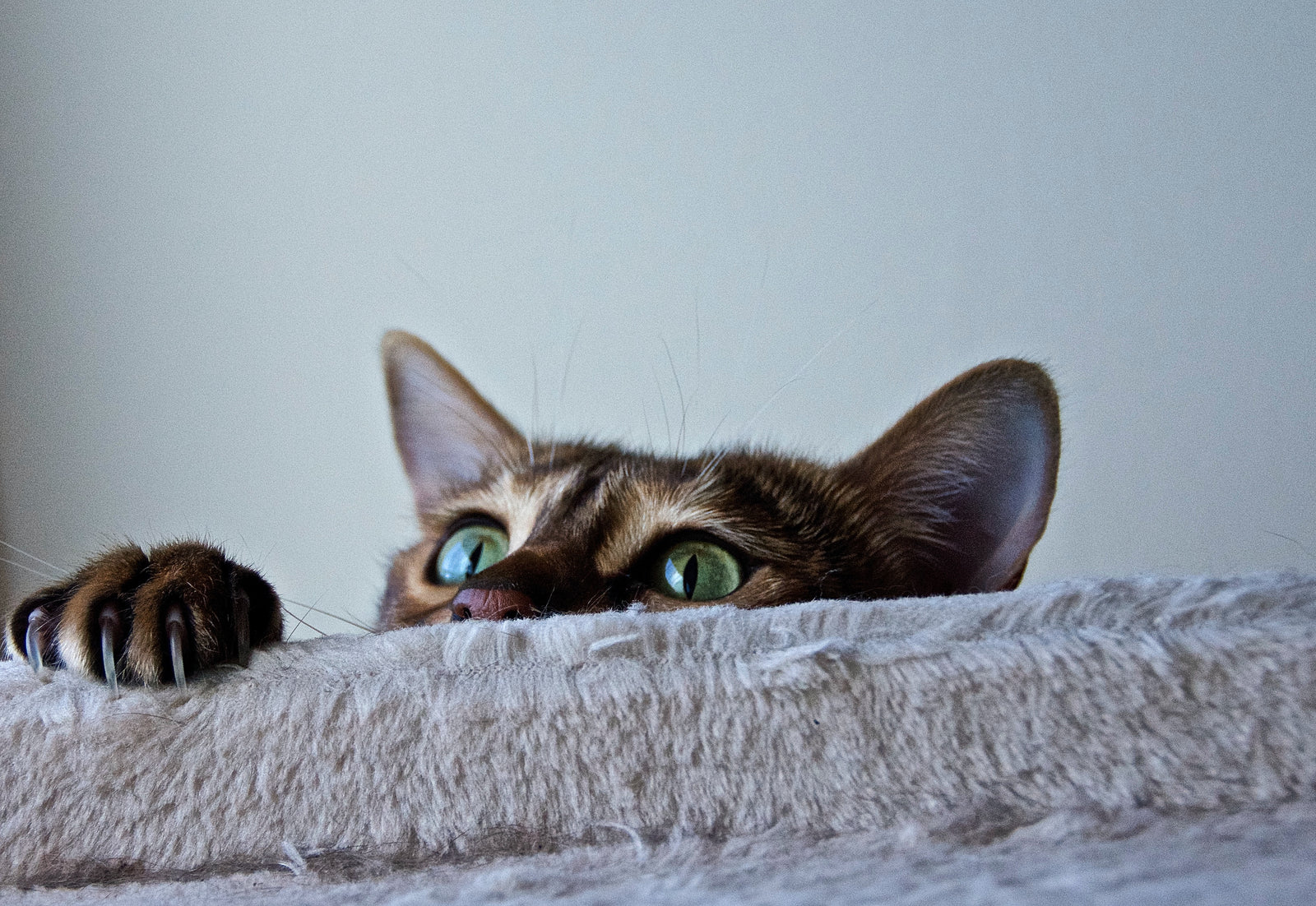 How Much Cat Litter Should I Use?