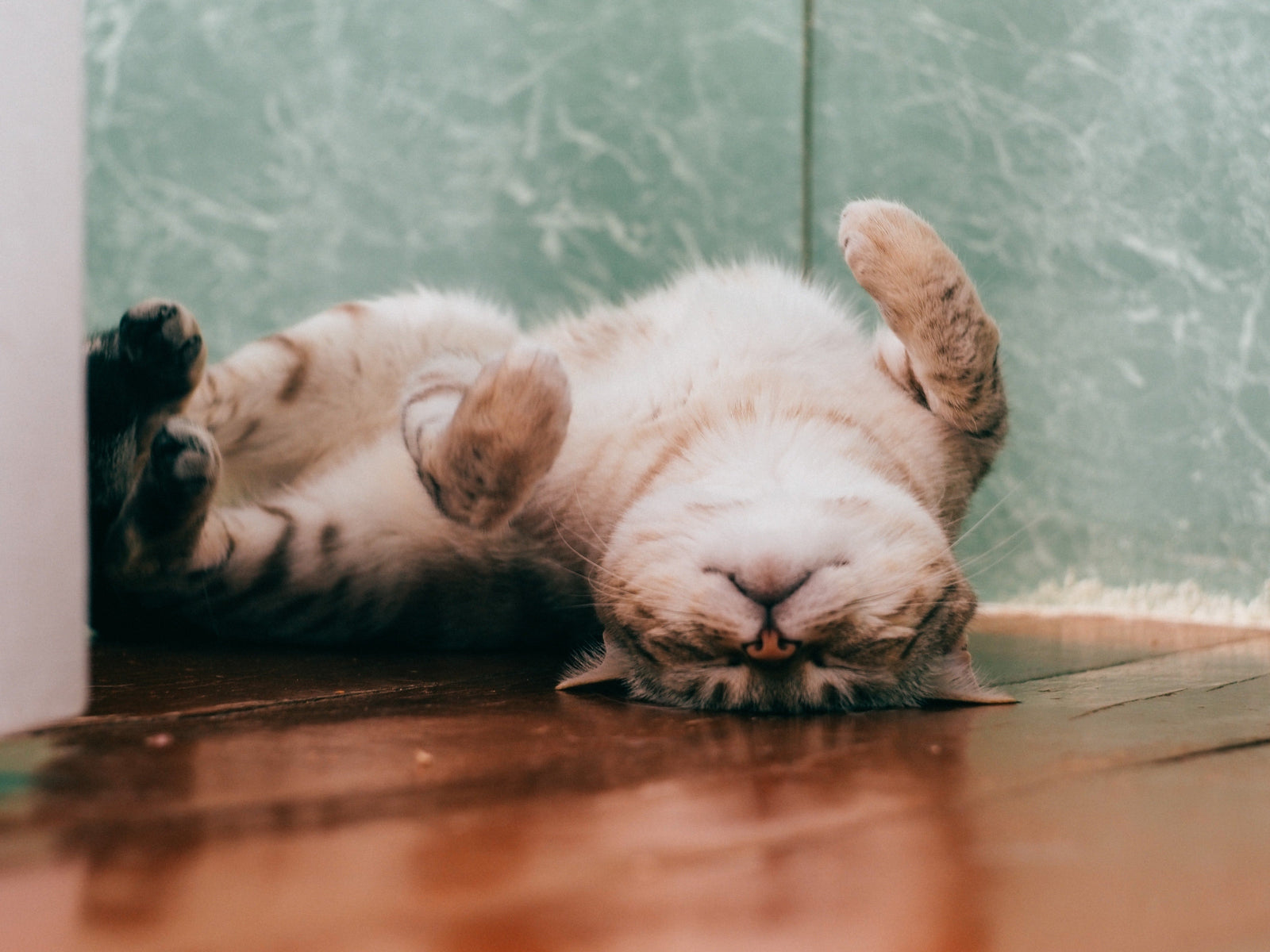 cat rolling on the ground