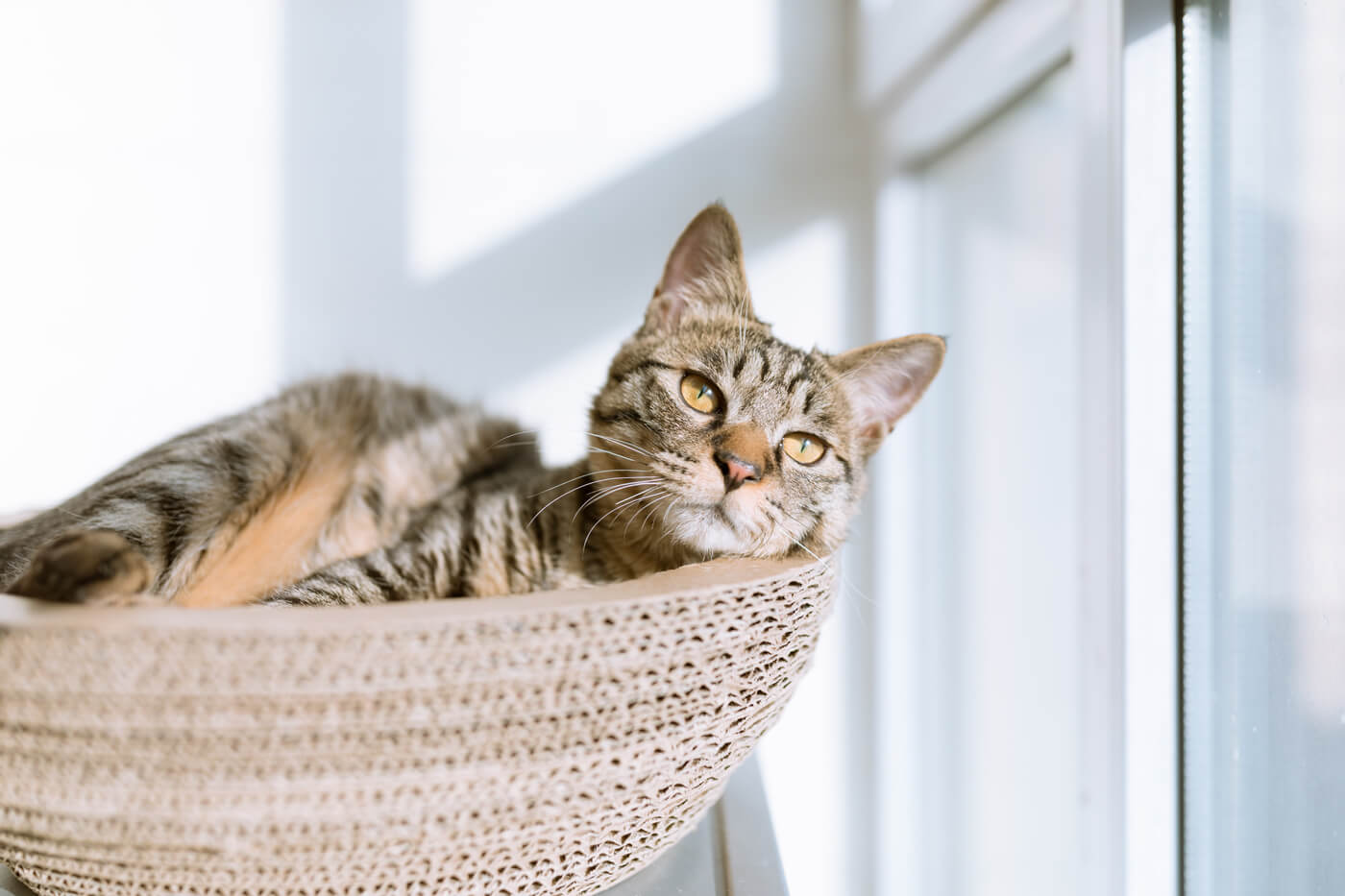 Mixed-Breed Cat Profile