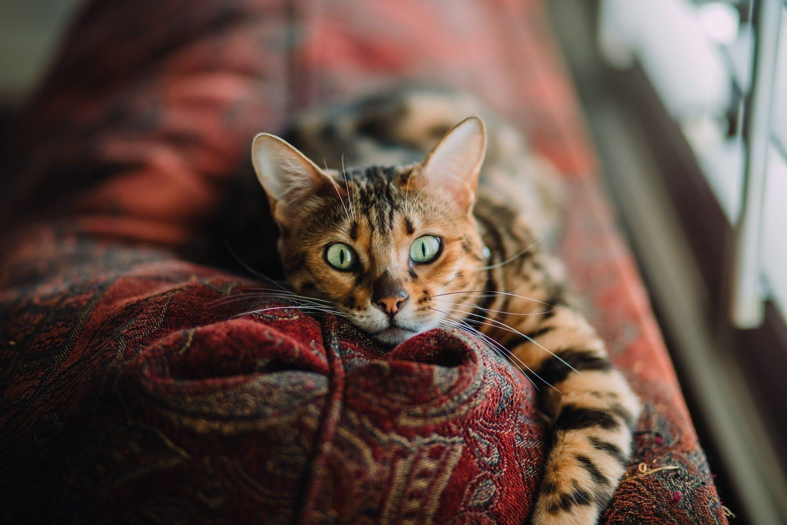 cat on couch