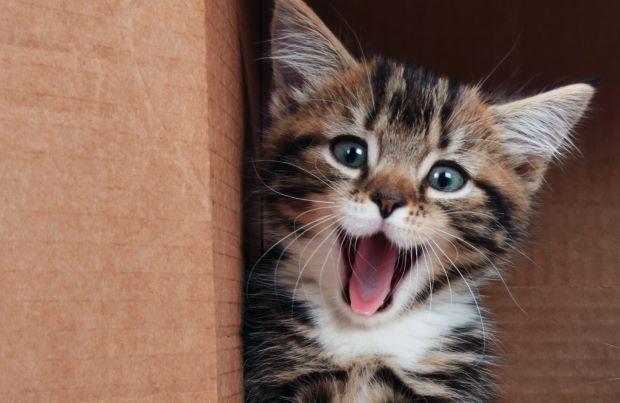 kitten yawning