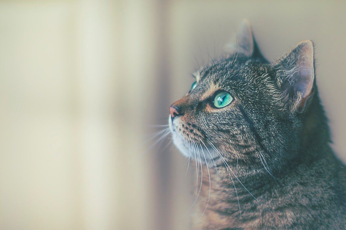 cat with green eyes