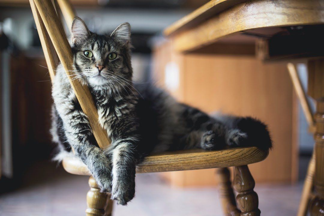 a cat in a dining room chair