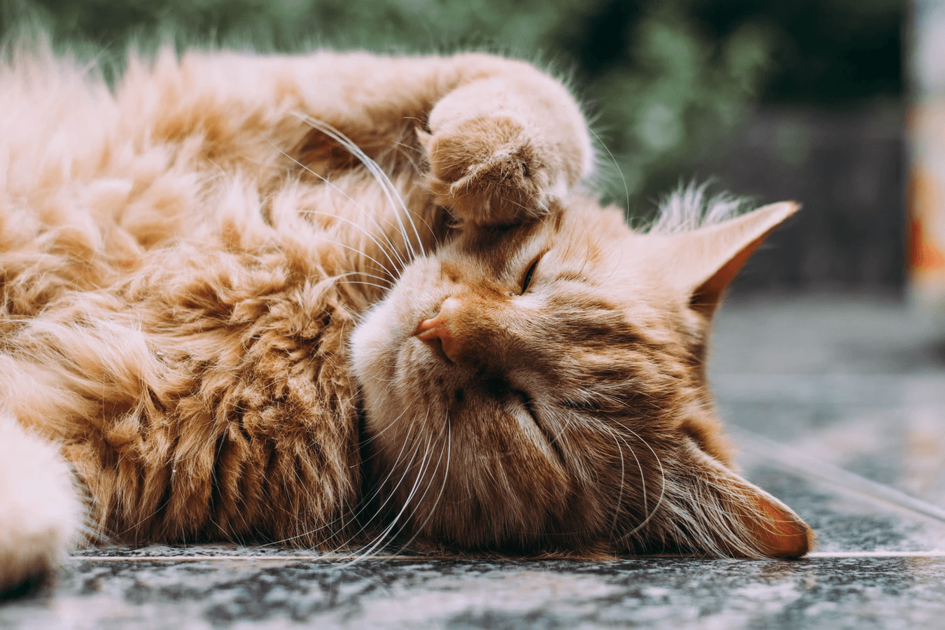 orange cat