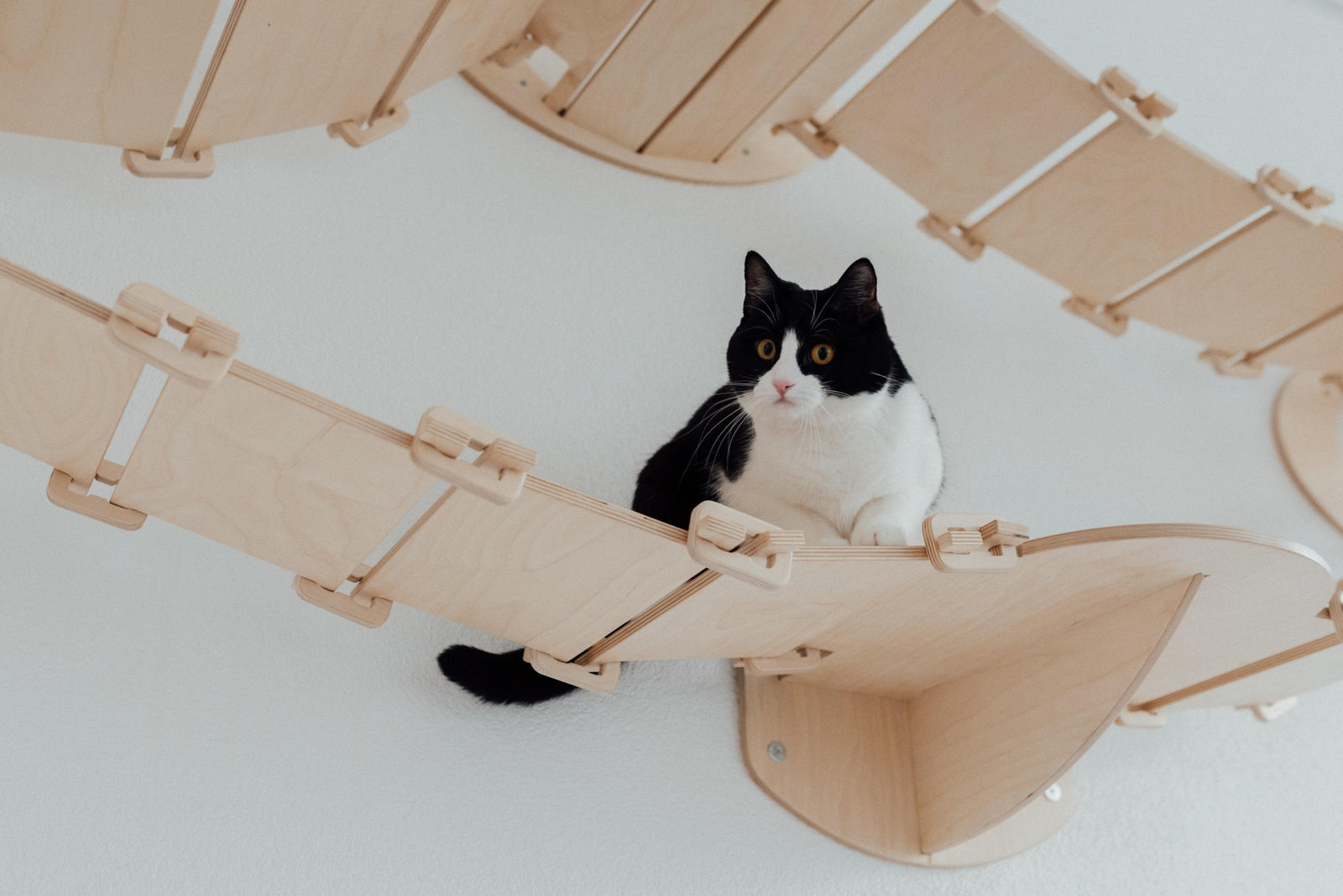 cat on bridge