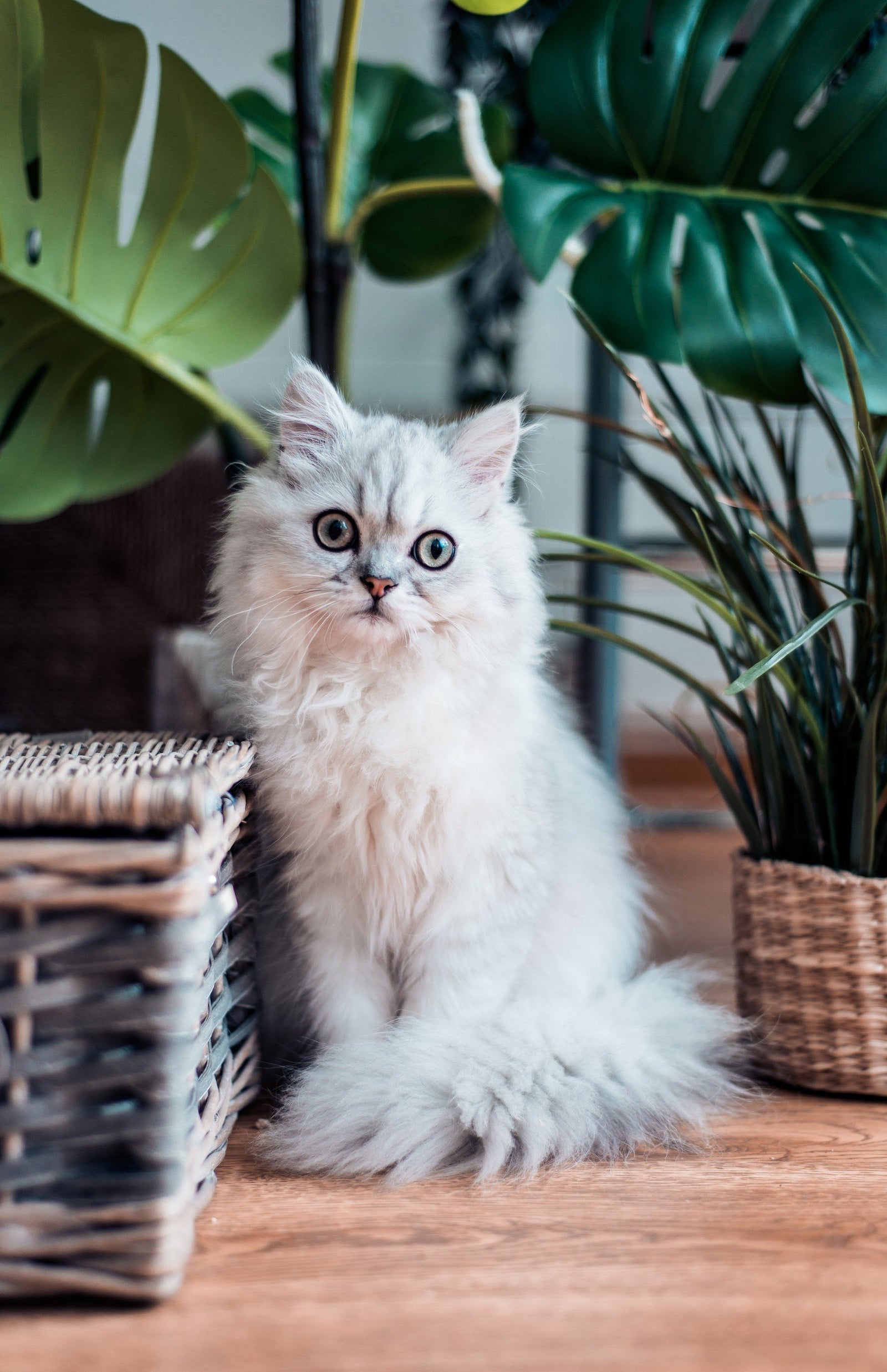 How to Socialize a Cat Using Localization