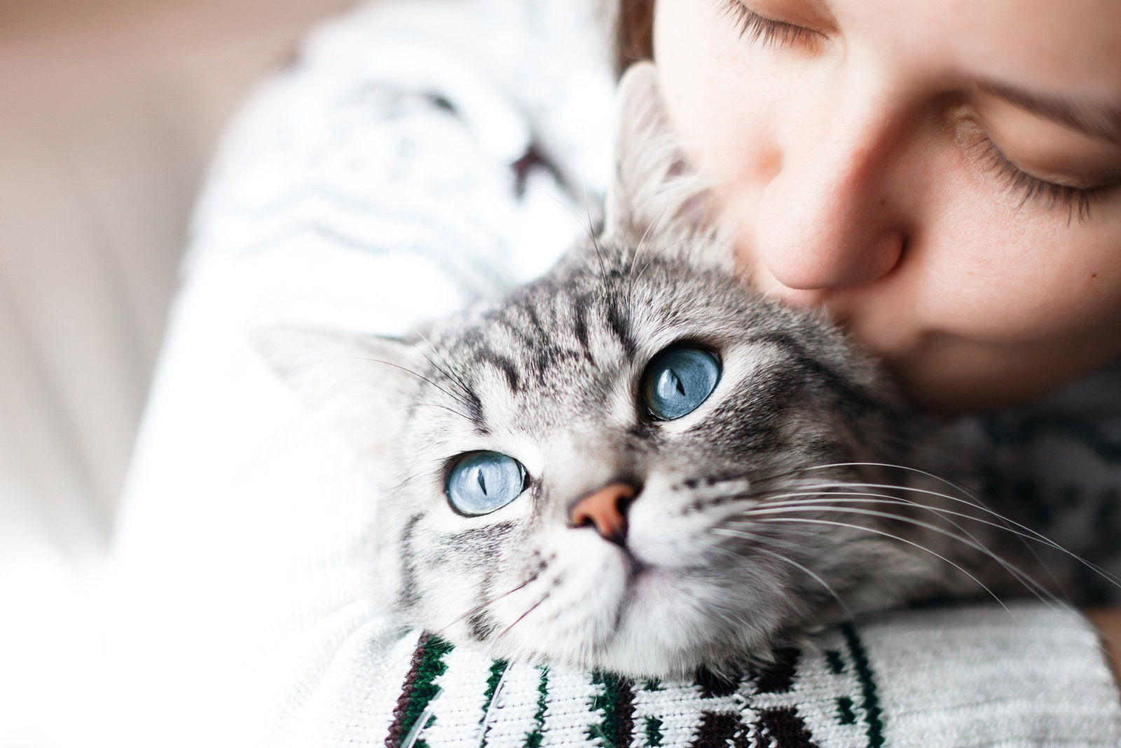 cat being hugged 