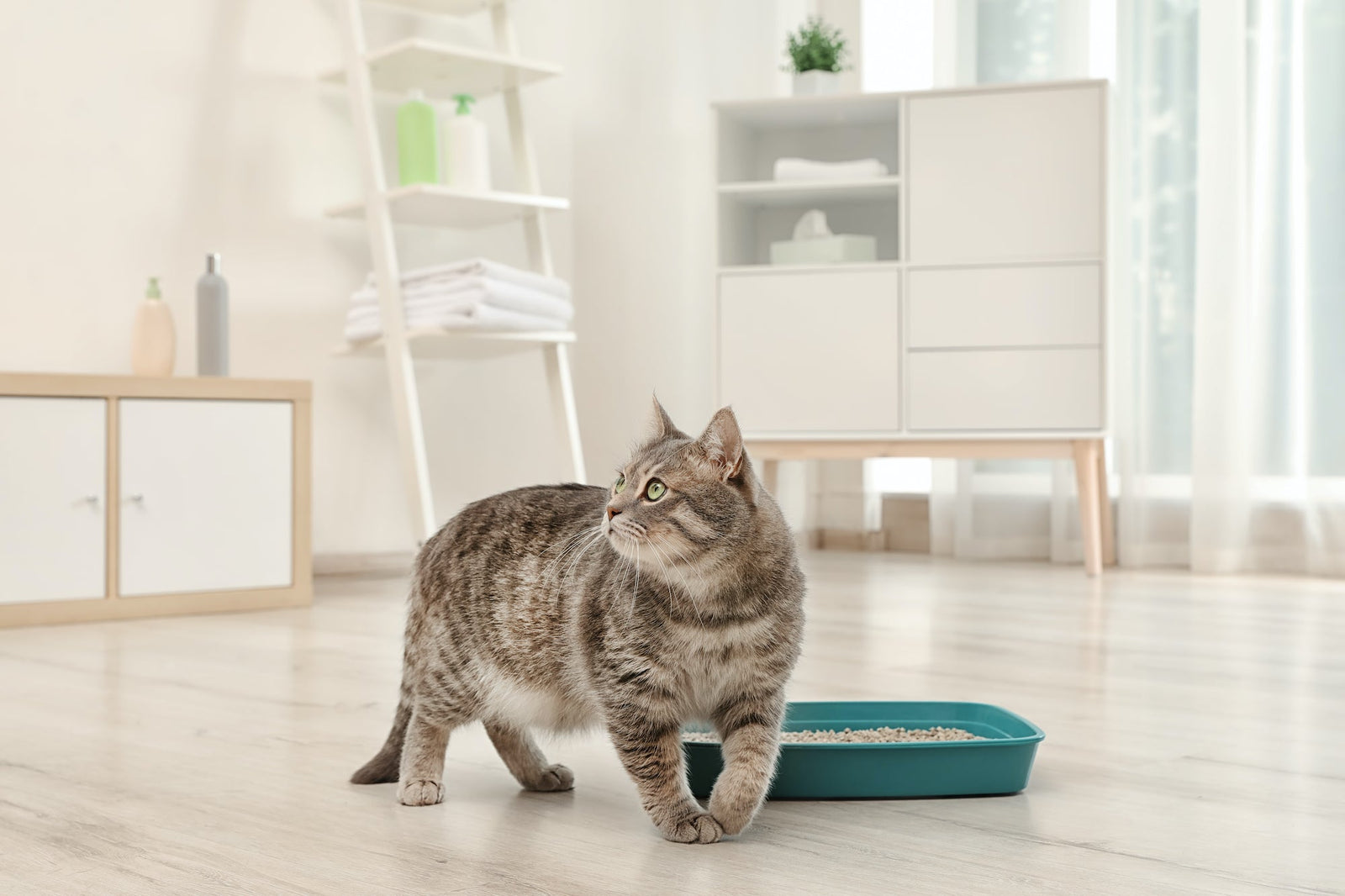 cat by litter box