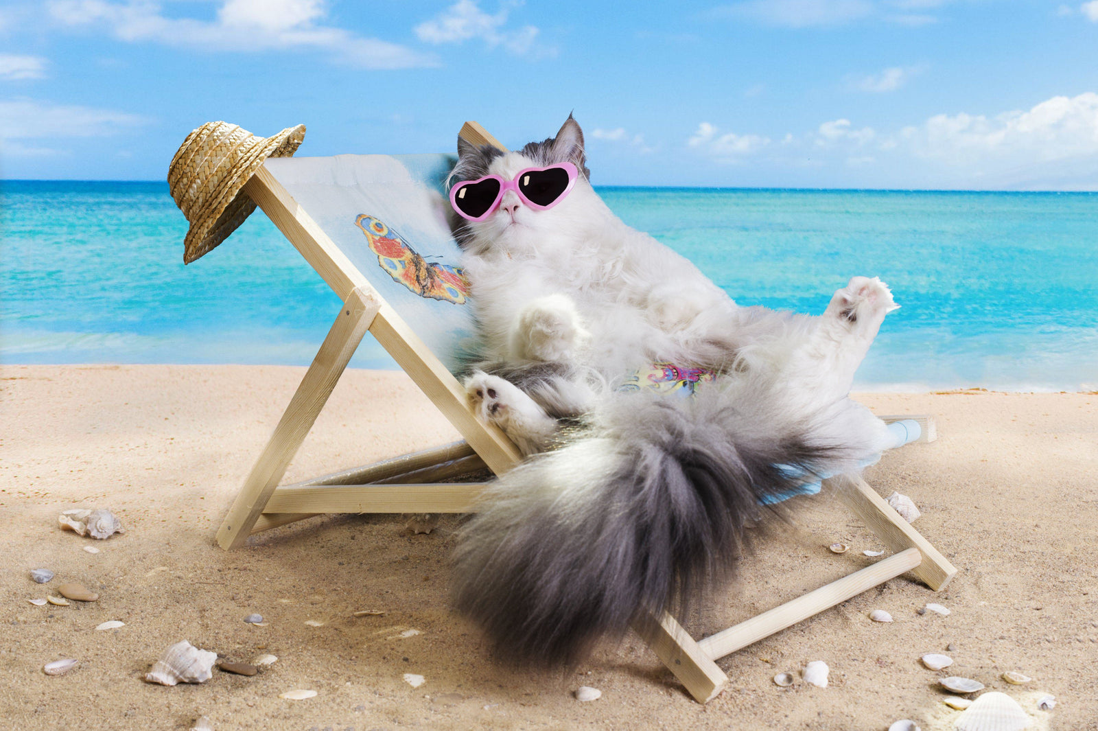 cat in the beach