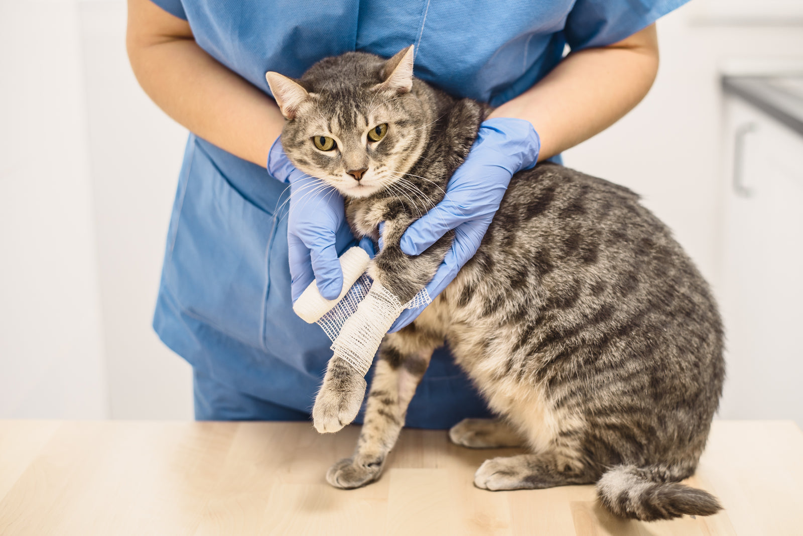 Cat Broken Leg: Signs, What to Do & When to See a Vet