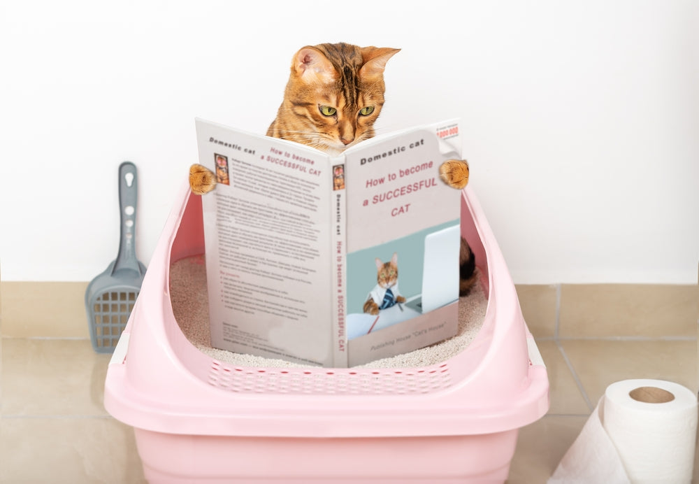 cat in litter box