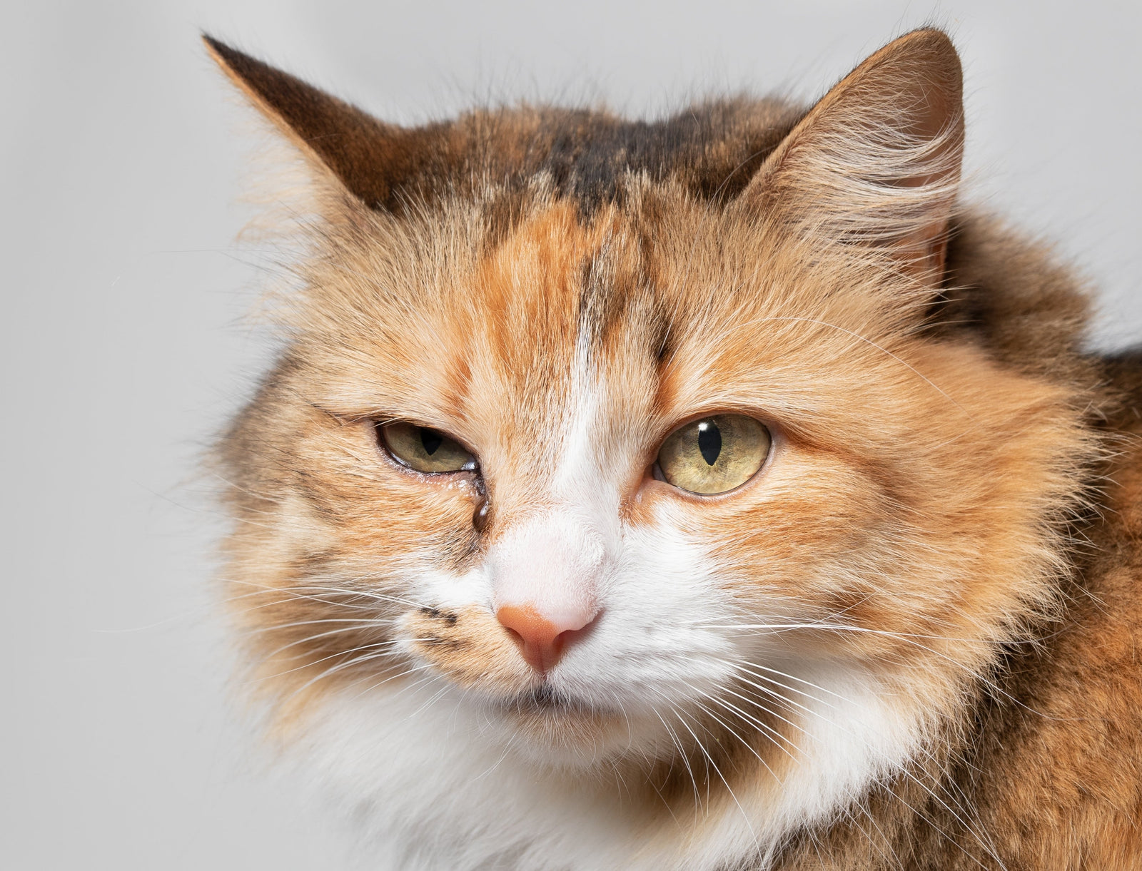 Cat Eye Infection: Causes, Symptoms & Care