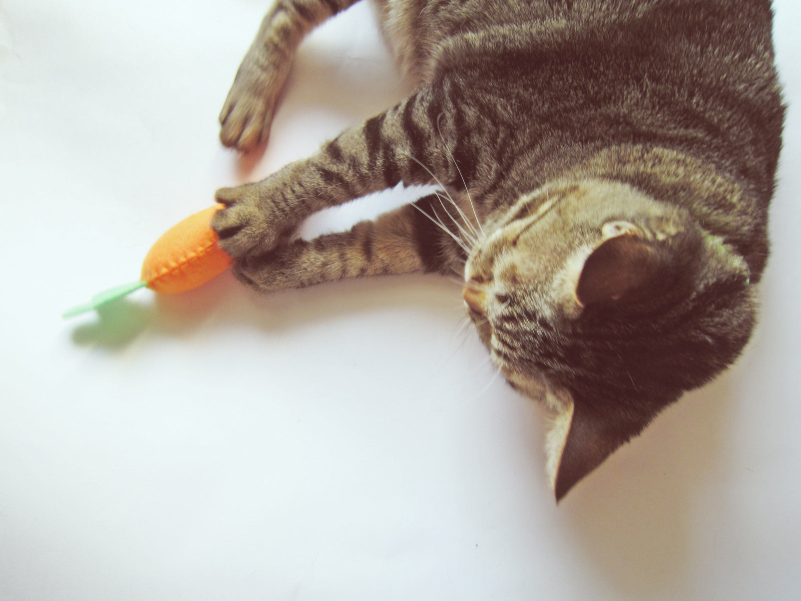 cat with toy