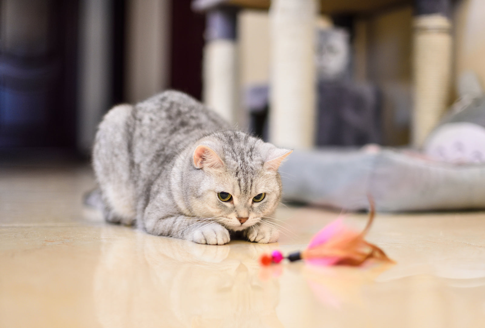 Why Do Cats Get the Zoomies?