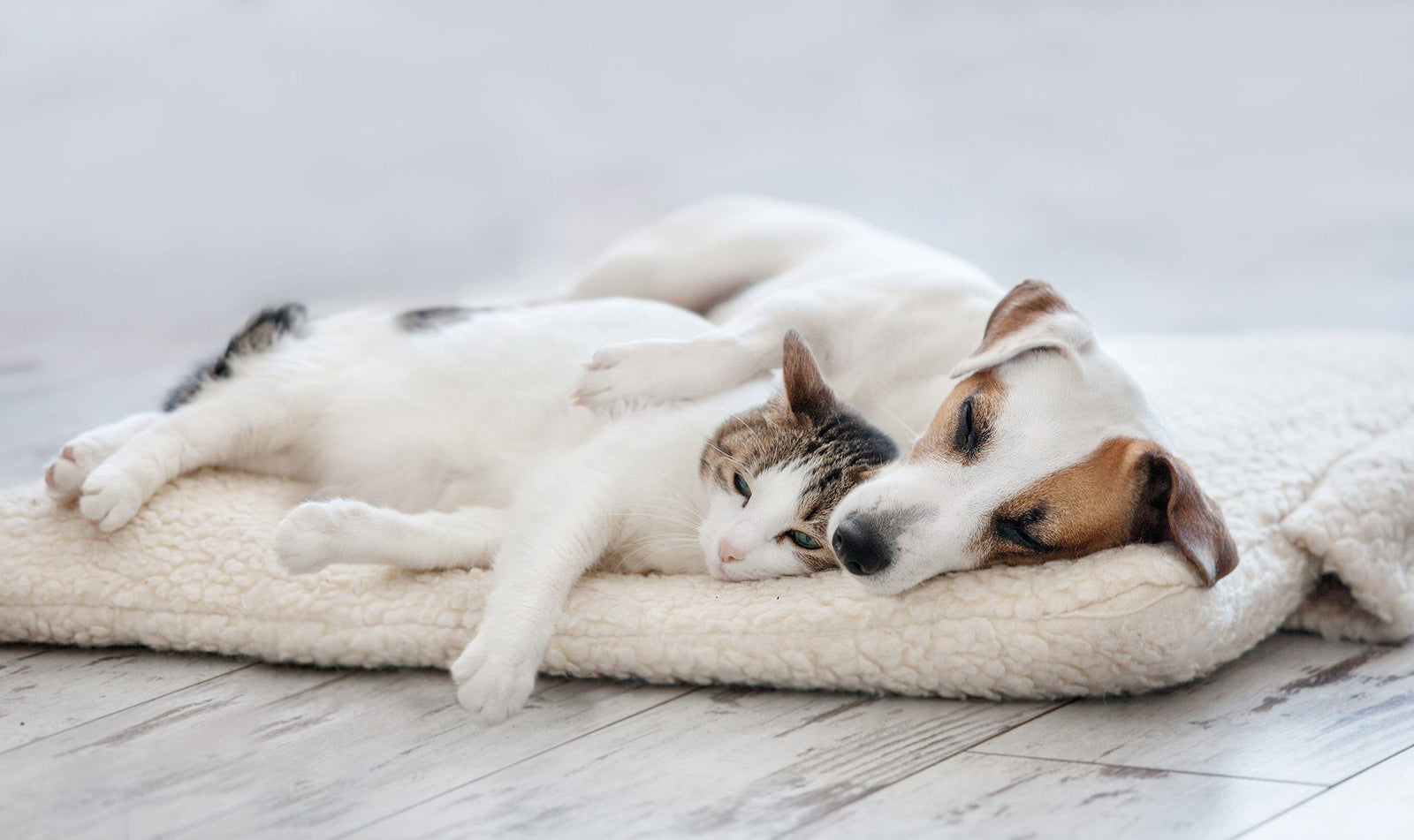 cat and dog