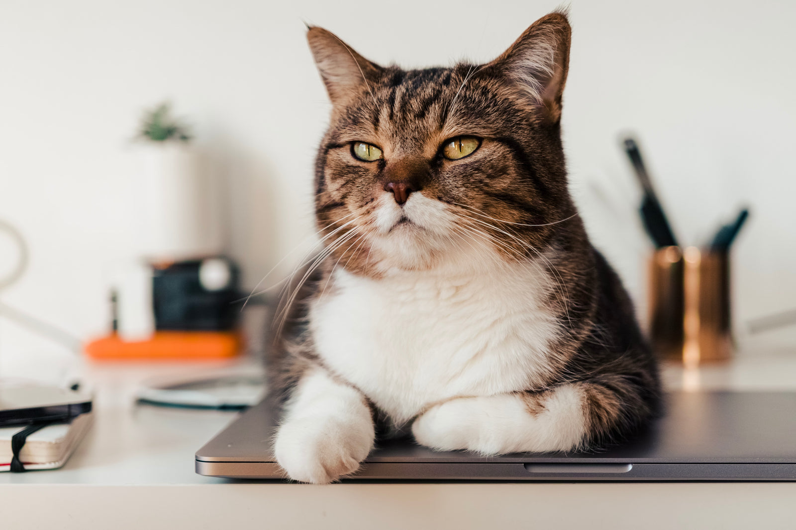 Exactly How Old Is My Cat in Human Years?