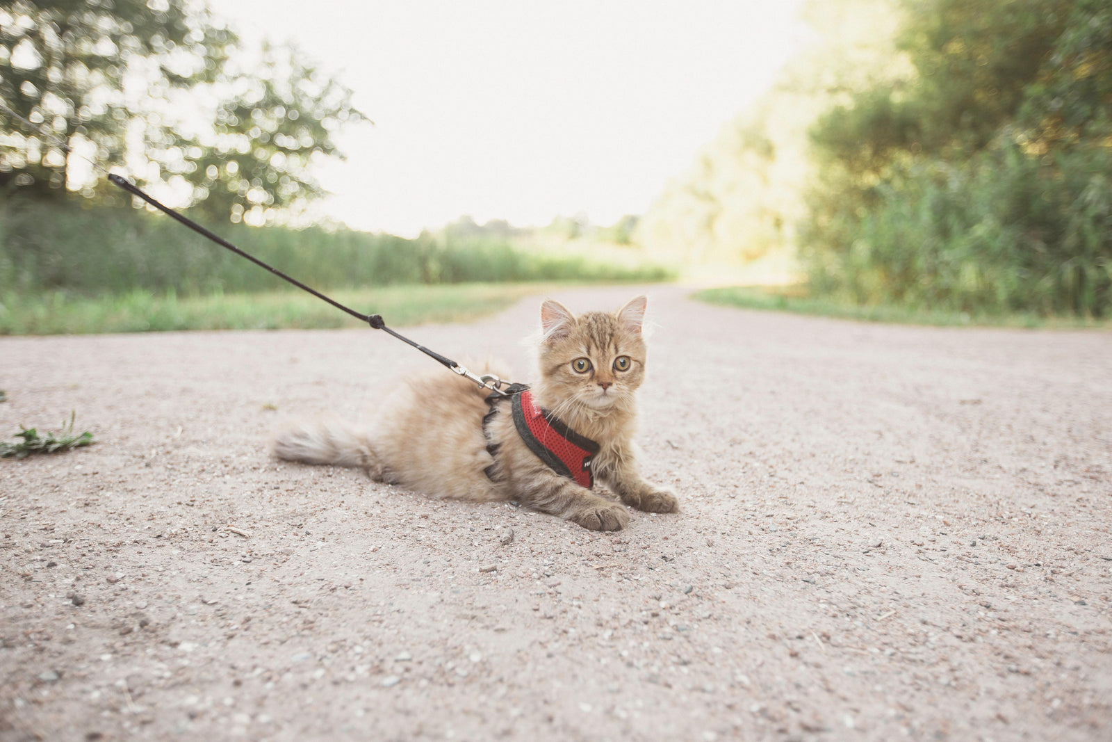 cat on leash